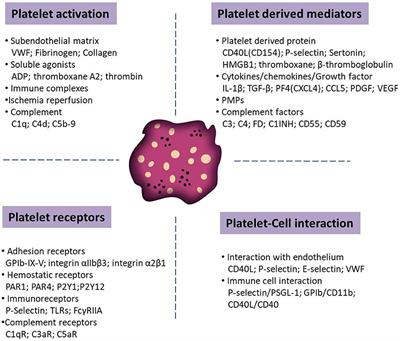 Platelets in <mark class="highlighted">Skin Autoimmune Diseases</mark>
